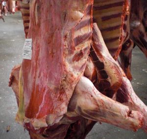 Carcass with a congestive appearance and the presence of ecchymosis.