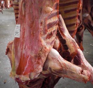 Carcass with a congestive appearance and the presence of ecchymosis. Carcass with a congestive appearance and the presence of ecchymosis.