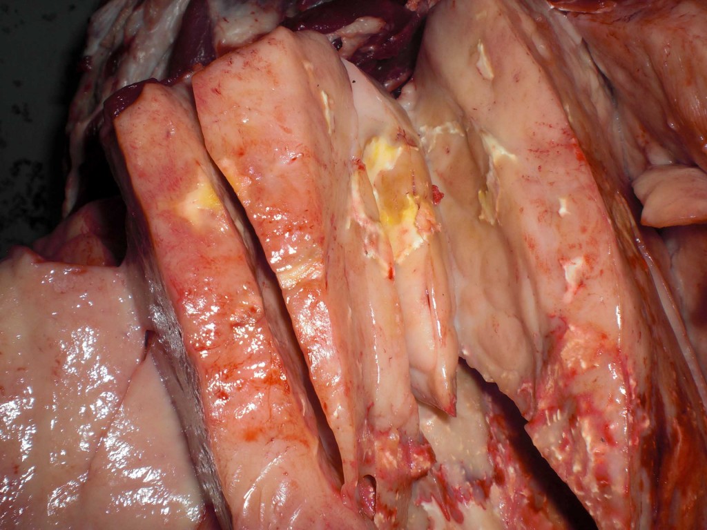 Detalle de la masa seccionada, las zonas amarillentas corresponden microscópicamente a zonas de necrosis.
