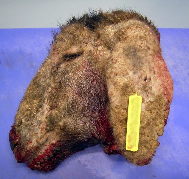 Cabeza de cordero afectado con lesiones de sarna sarcóptica en la piel de la jeta, labios y pabellón auricular.