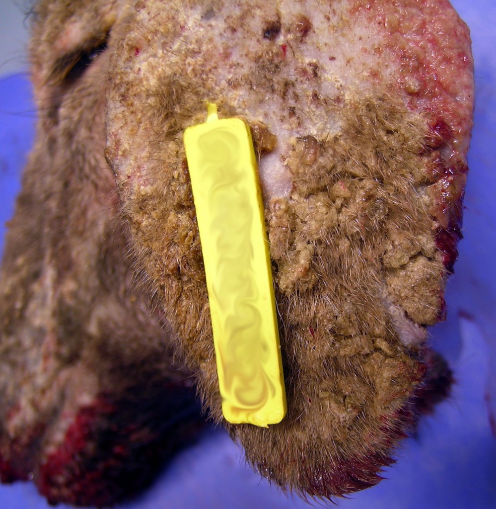 Detail of the hyperkeratosis in the pinna.