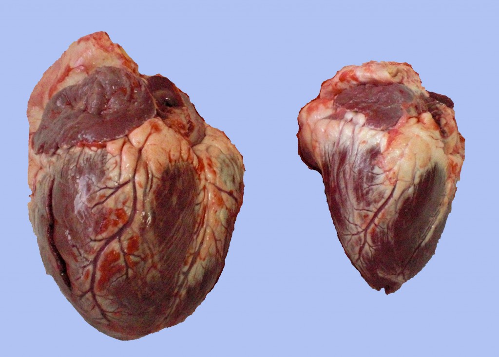 Augment de mida del cor en comparació amb el cor d’un vedell de la mateixa edat.