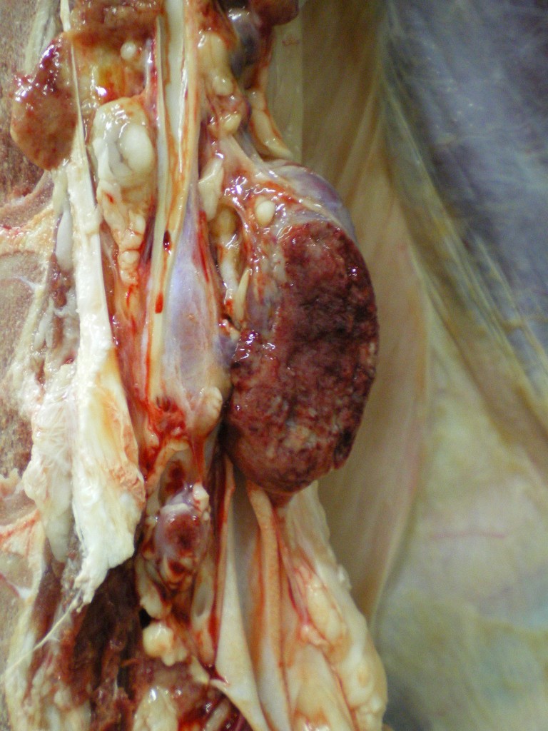 Enlarged lymph node. Image courtesy of the official veterinary services of the ASPB.