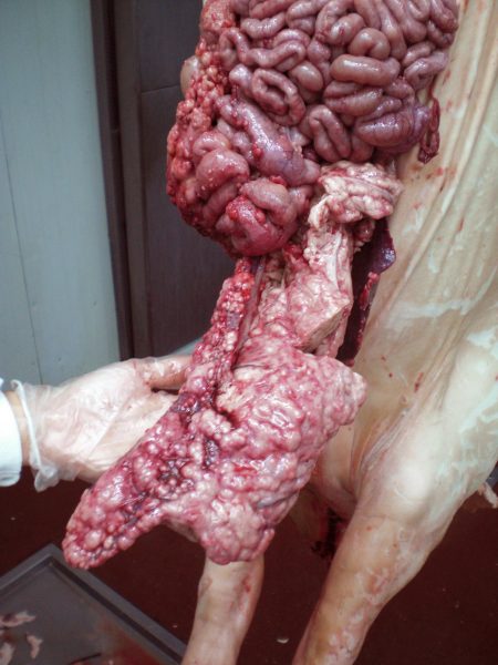 Multiple lesions in the splenic surface coalesce into a large mass. The intestinal serosa was also involved.
