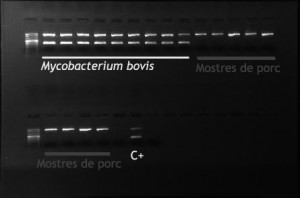 PCR de les colònies aïllades en el cultiu de micobacteris. El patró de bandes observat indica que el creixement observat en les mostres de porcí correspon a un micobateri però de tipus no tuberculós (només banda superior). Mycobacterium bovis: mostres corresponents a cultius provenint de bovins afectats de tuberculosi bovina (doble banda). C+: control positiu.