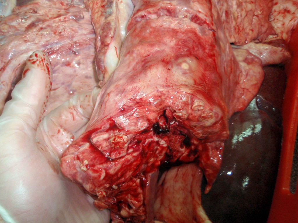 Lesions granulomatoses al parènquima pulmonar.