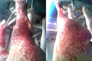 Lesions eritematoses a les extremitats posteriors característiques de la síndrome de dermatitis i nefropatía porcina.