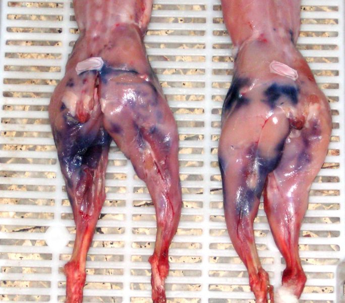 Canals de conill amb taques de pigmentació blavosa a les extremitats posteriors.