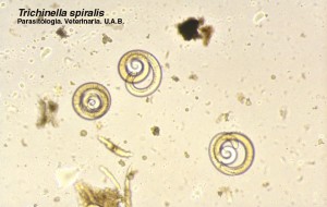 Larvas de Trichinella spiralis. Digestor.