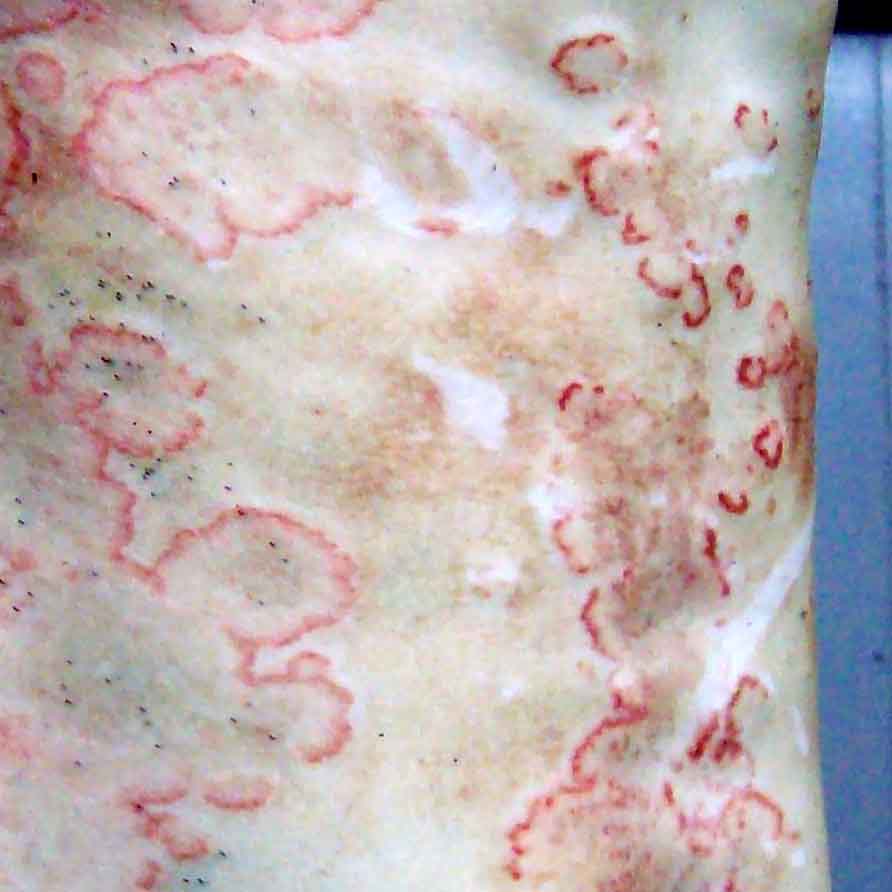Dermatitis In Pigs SESC_0041-08-quadrada.jpg