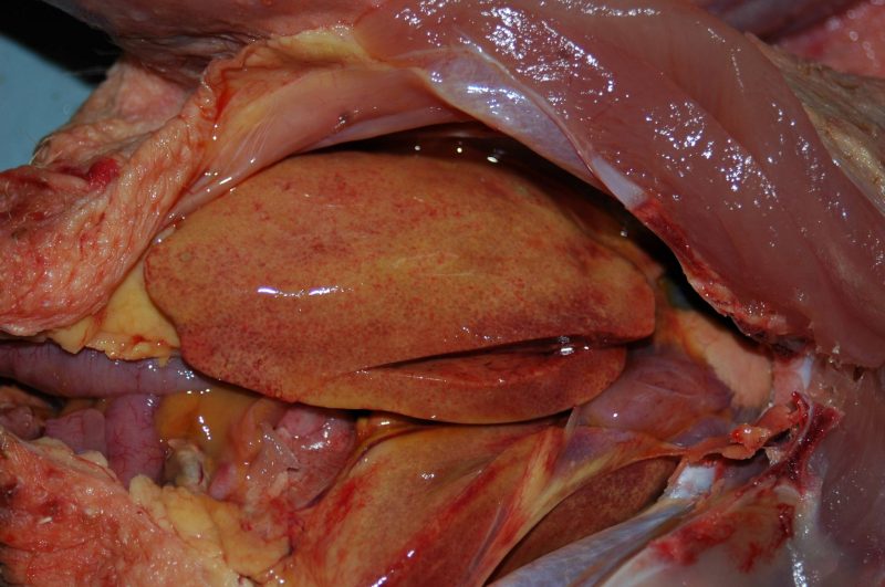 Hígado con coloración amarillenta, petequias y hepatomegalia. 