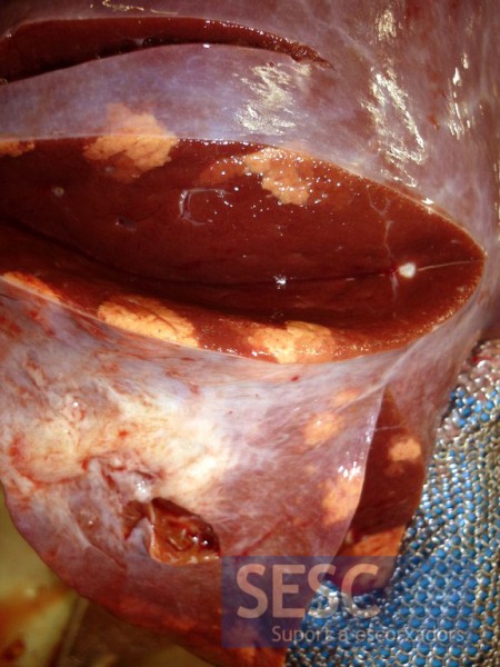 Multifocal hepatic lipidosis, this image could be confused with necrosis of the liver parenchyma.
