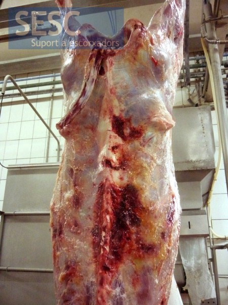 Cachectic carcass, with subcutaneous hemorrhages.