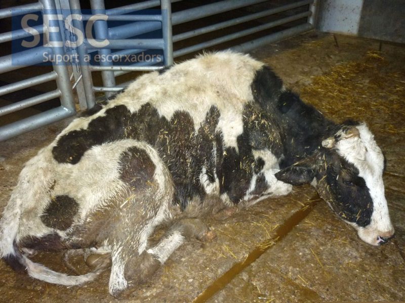 The cow was dehydrated and cachectic at its entry into the slaughterhouse showed depression and had difficulty walking.