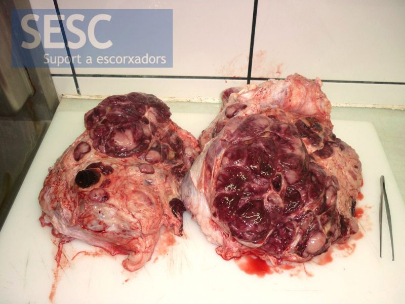 The calf's heart, sectioned into two halves. The lesion prevented the identification of normal anatomical structures.