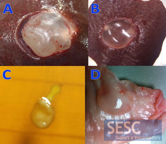 Figure 1: Examples of different cysts found in the abdominal cavity of pig carcasses, especially the liver (A and B) or adipose tissue (D). If viable when immersed in hot water the scolex may evaginate (C) a recording of this one can be seen in the video on Figure 3.
