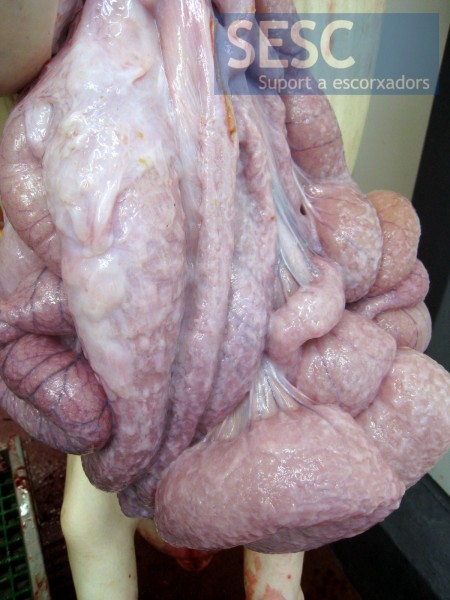 Case 2, the viscera had adhesions between them and were covered by abundant fibrous tissue.