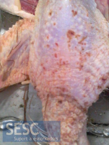 Lesiones costrosas en la piel de una gallina ponedora.
