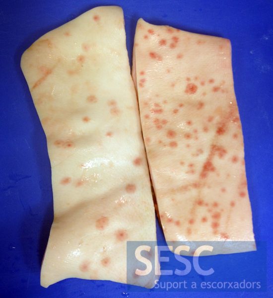 Fragments of skin with multiple rounded, reddish lesions and with a dark point in the center.