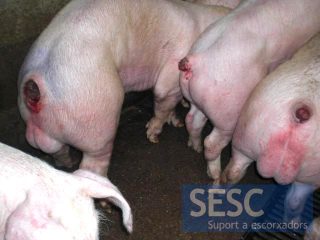 Exemples d'animals a l'inspecció antemortem amb presència de lesions associades a caudofàgia.