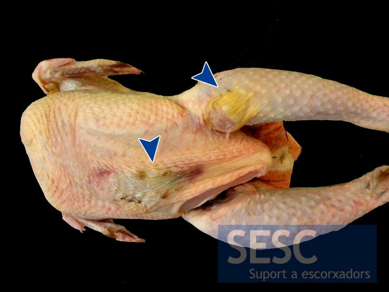 Thickened plaques (arrows) in the skin of an organic chicken carcass.