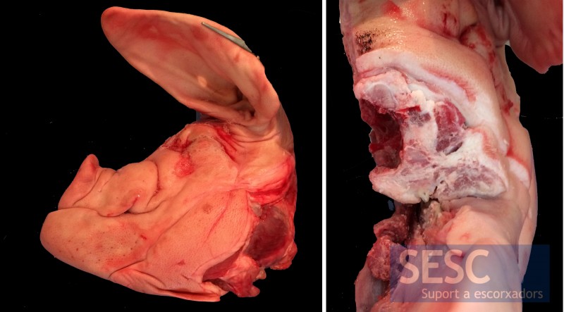  Otro caso con el hocico acortado (braquignàtia) y, al corte transversal, atrofia de los cornetes.
