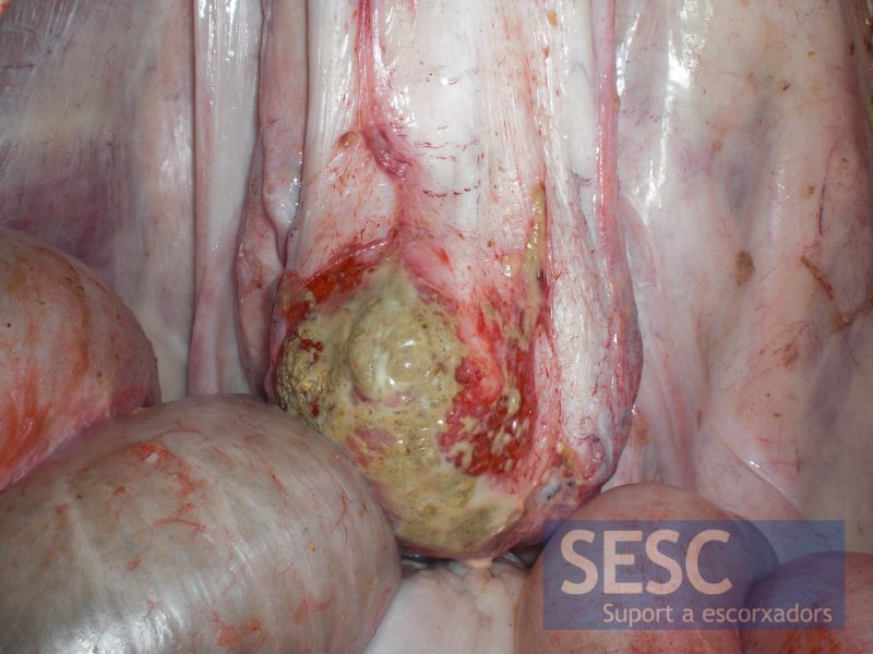 When the carcass was opened a greenish mass was osberved on  the urinary bladder.
