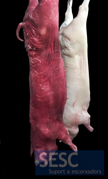 Canal de porc amb una coloració vermella generalitzada de la pell.
