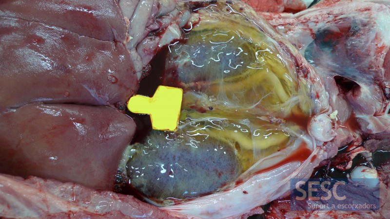 En casos més greus s’observa edema perirenal, en la imatge hem retirat el peritoneu. Els ronyons tenen múltiples hemorràgies petequials.
