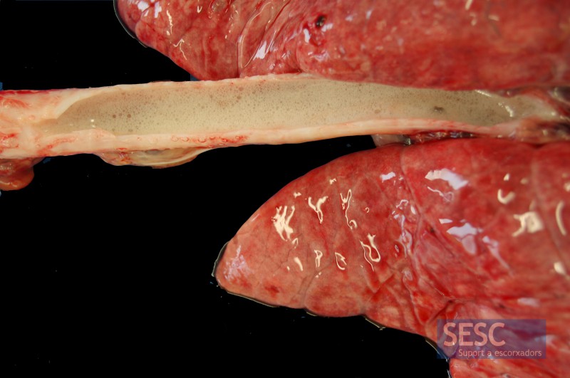 Marcat edema pulmonar, evidenciat per la presència d’escuma a l’interior de la tràquea (oberta longitudinalment). Aquesta lesió no és específica de PPA.