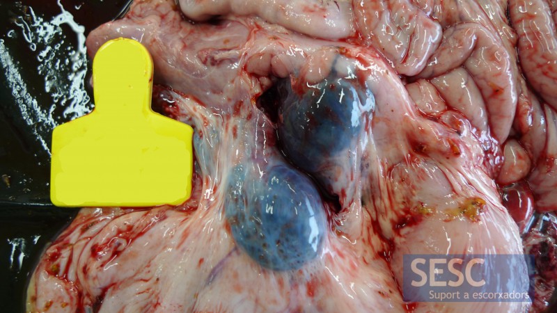 Otra imagen del nódulo linfático gastrohepático hemorrágico. Se trata de una de las lesiones que se observa de forma más constante en los animal inoculados con PPA.