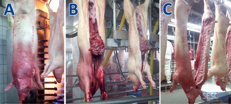 Figure 2: This case corresponds to an animal that was not bled after stunning. It can be observed that gravity pulls down the blood which accumulates in the anterior half of the carcass. A. Image taken 30 minutes after slaughter. B. During gutting we can see that the viscera are more reddened than the rest of the channels. C. In the post-mortem inspection point, ~ 45 minutes after slaughter. The accumulation of blood gives a reddish colouration to the skin of the anterior half of the carcass.
