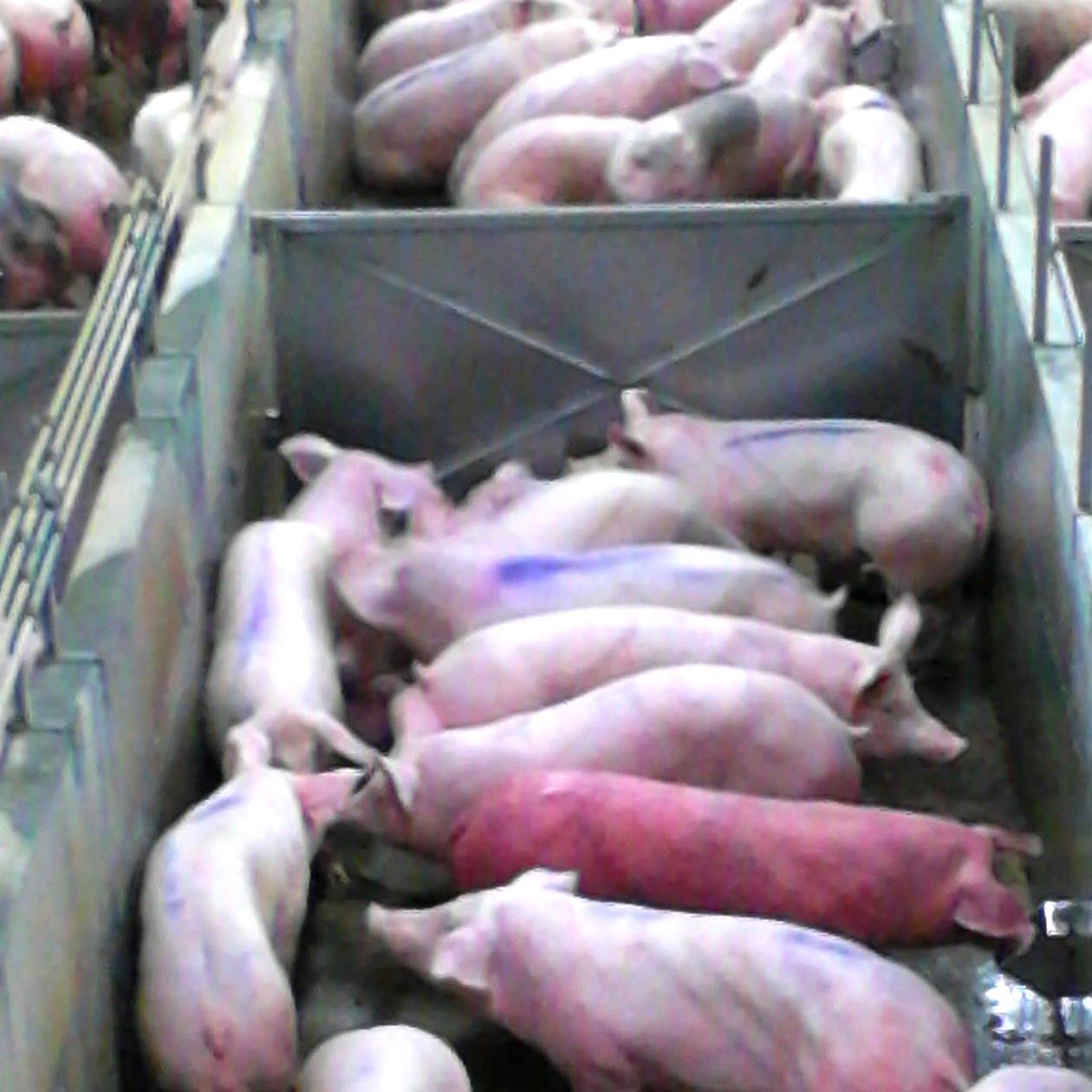 Dermatitis In Pigs Quadrada-porcs-vermells.jpg