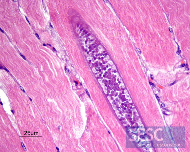 Quist de Sarcocystis spp. a l’interior d’una fibra muscular.