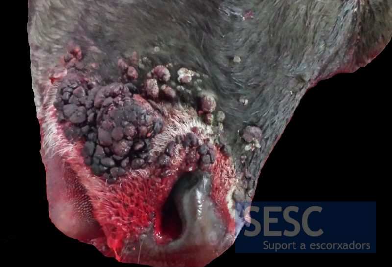 Calf snout with multiple nodular confluent lesions.