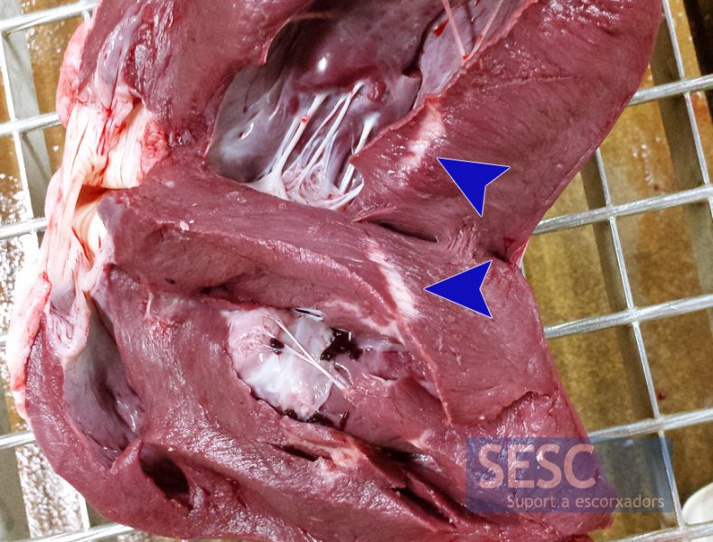 Male, cross breed, 11 months old Calf. Areas of whitish discoloration of the myocardium (arrowheads).