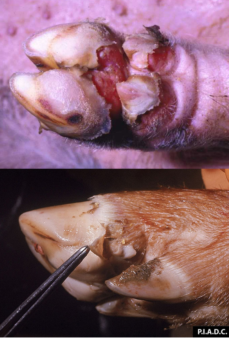 Foot and mouth disease lesions