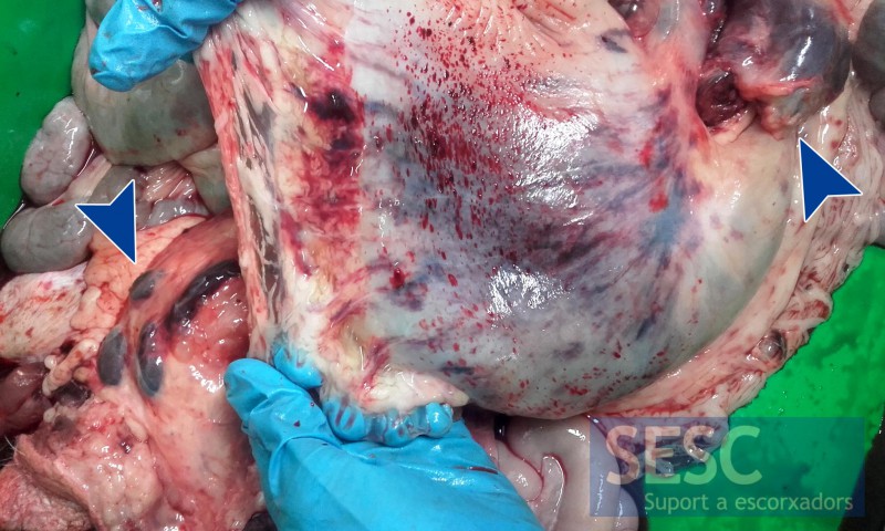 Petechiae and ecchymoses in the stomach serosa and hemorrhagic lymph nodes (arrows).