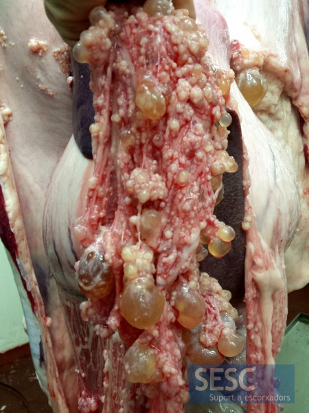 Los quistes también se pueden observar en las serosas peritoneales, especialmente en el mesenterio.