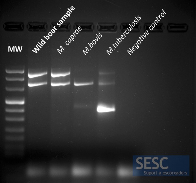 Imatge del gel de PCR on es pot comprovar que banda corresponent al cultiu del senglar estudiat (Wild boar sample) coincideix amb el patró de M.caprae. 