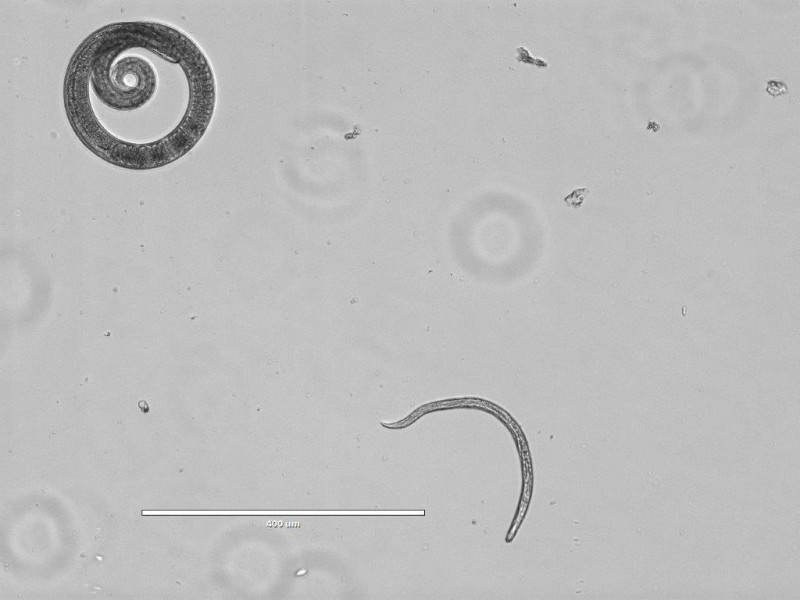 En aquesta imatge es comparen una larva de Toxocara cati amb una de Trichinella britovi, s’evidencia que són clarament diferenciables per morfologia i mida. Credit imatge: Dr. E.Pozio. (http://www.iss.it/crlp/index.php?lang=2)