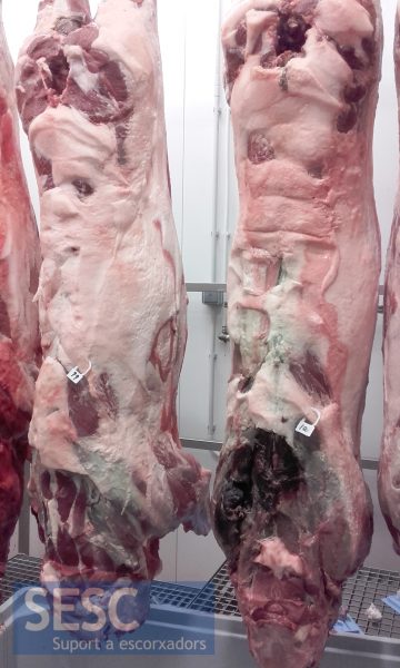 Dues canals de porc senglar amb canvi de coloració verdós dels teixits muscular i adipós.
