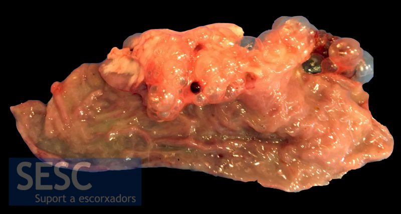Un fragment d’intestí obert. La mucosa no presenta alteracions evidents.