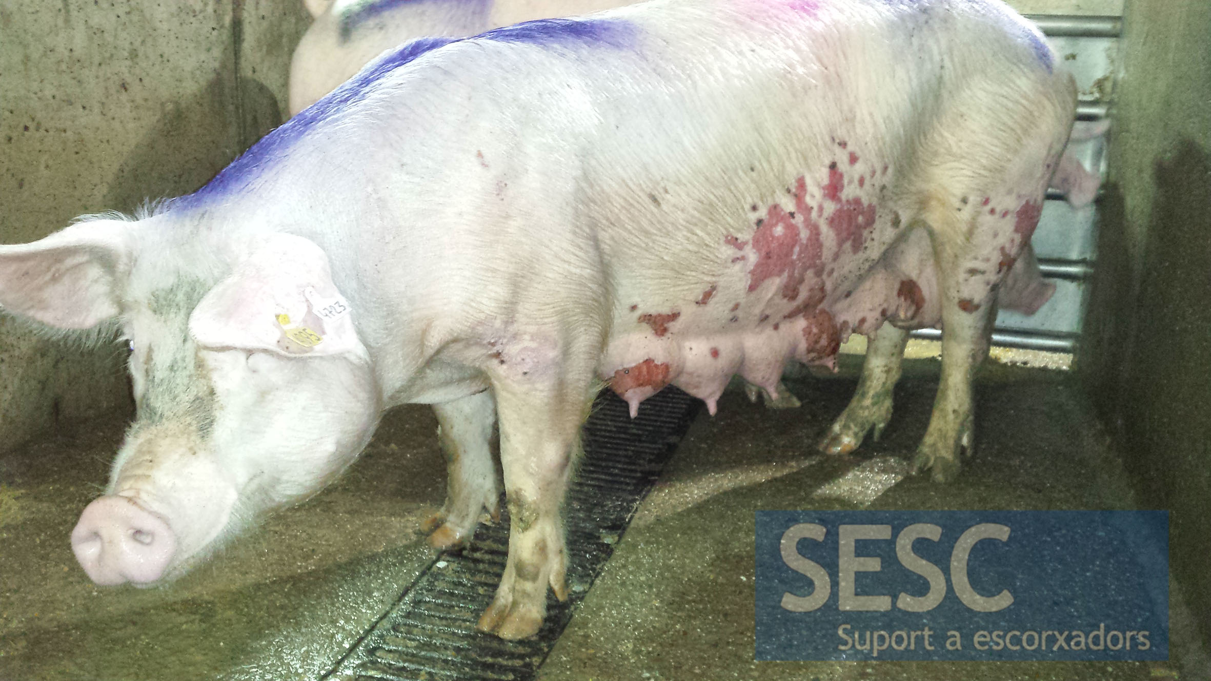 Dermatitis In Pigs SESC-018-16-4.jpg