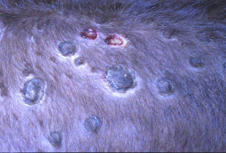 Lesions nodulars a la pell d'una vaca. Crèdit de la imatge: Noah's Arkive, PIADC.