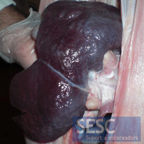 Detall de la superfície del fetge. La càpsula presenta una coloració blanquinosa i marcat patró lobel•lar.