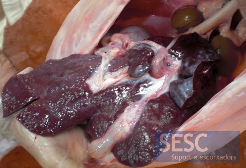 Aspecte de la vesícula biliar i ili del fetge.