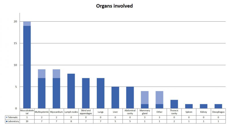 Distribution by organs of the consultations received. Most muscle / myocardial samples were to rule out cysticercosis and lymph nodes / thoracic cavity to rule out Tuberculosis.