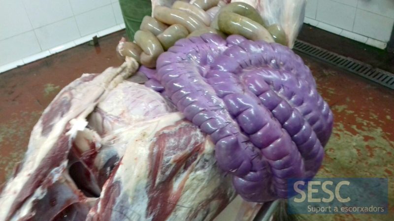 Canal de porc senglar amb una marcada coloració lila de l'intestí gruixut.