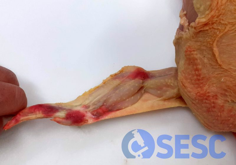 En aquesta canal de pollastre s’observa un envermelliment de l’ala a la zona del colze i falanges (compatible amb un hematoma agut)